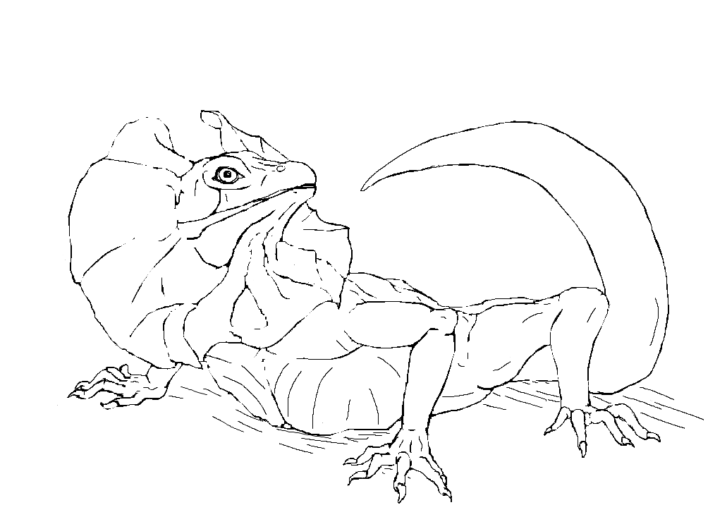 lizard